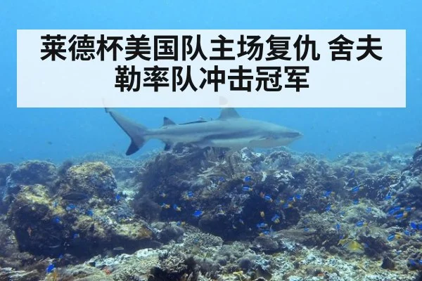 莱德杯美国队主场复仇 舍夫勒率队冲击冠军